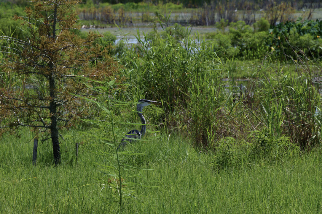 Great Blue Heron   Lake Apopka Wildlife Drive (SJRWMD) 