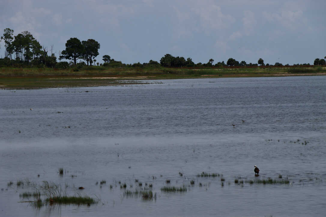  An osprey wades in the saltwater marsh   (St. Marks NWR) 
