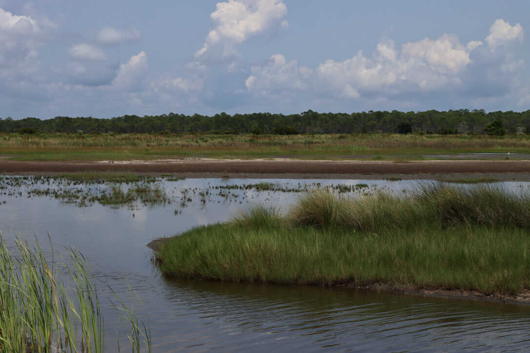  Saltwater marsh   (St. Marks NWR) 