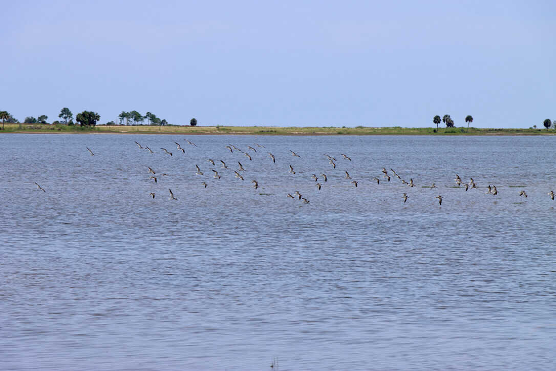  Black skimmers  (St. Marks NWR) 