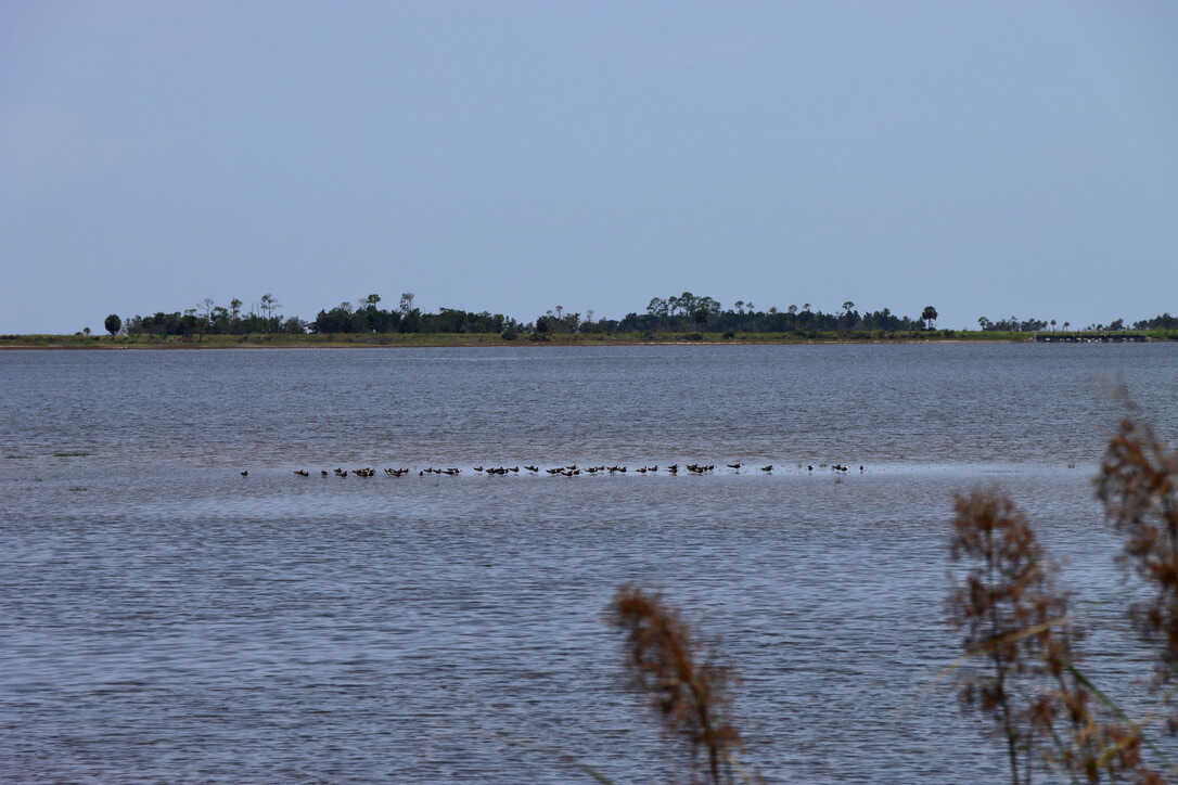  Black Skimmers resting in a saltwater marsh  (St. Marks NWR) 