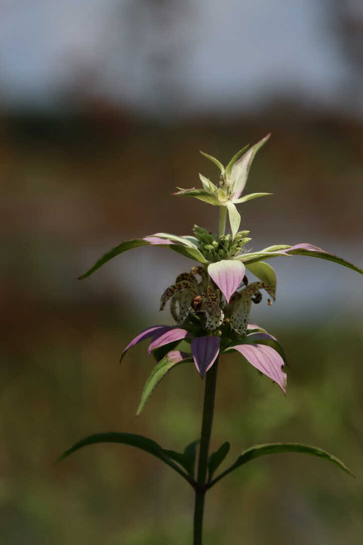  Bee balm (also know as horsemint) produce aromatic flowers and attract a wide-variety of pollinators   (St. Marks NWR) 
