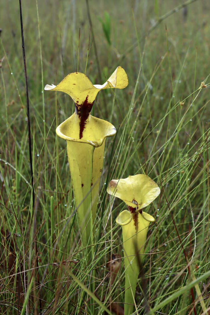  Yellow pitcher plant (Sarracenia flava)   (Apalachicola National Forest)  