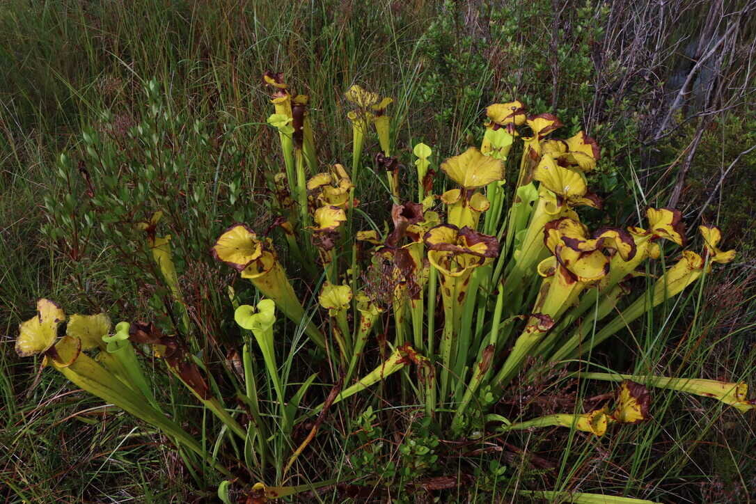  Yellow pitcher plant (Sarracenia flava)   (Apalachicola National Forest)  