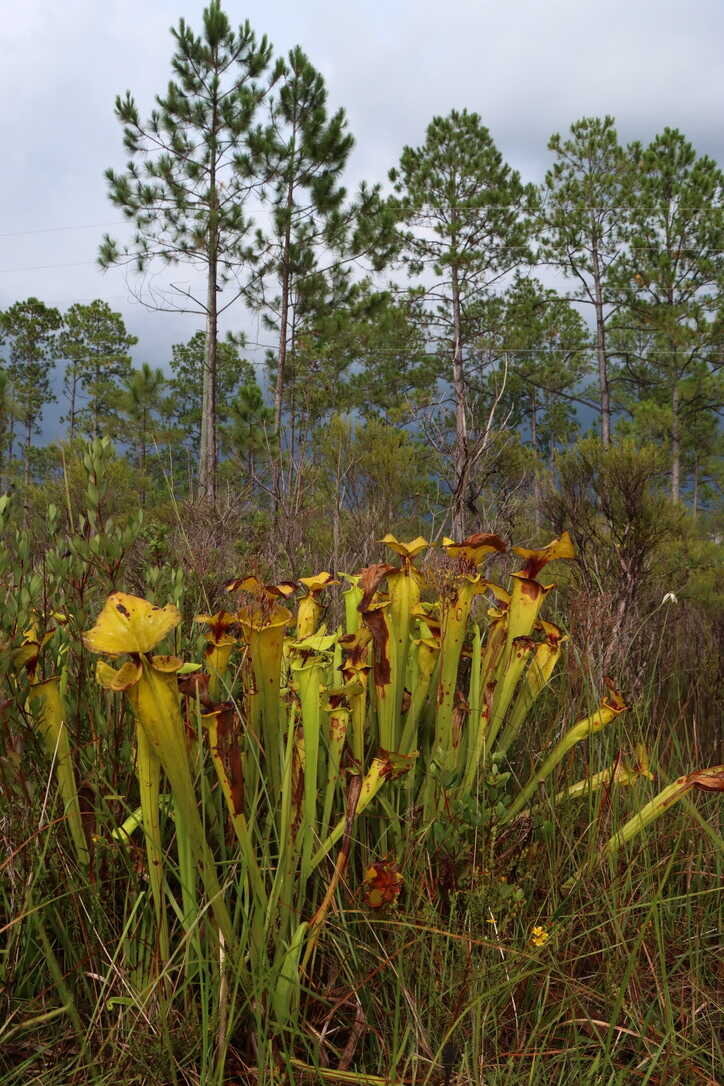  Yellow pitcher plants   (Apalachicola National Forest) 