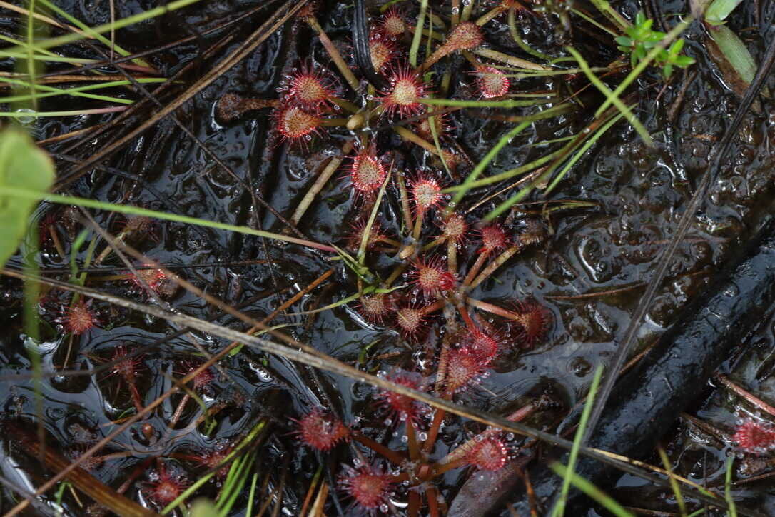  Another type of carnivorous plant - Sundew (Drosera)  (Apalachicola National Forest) 