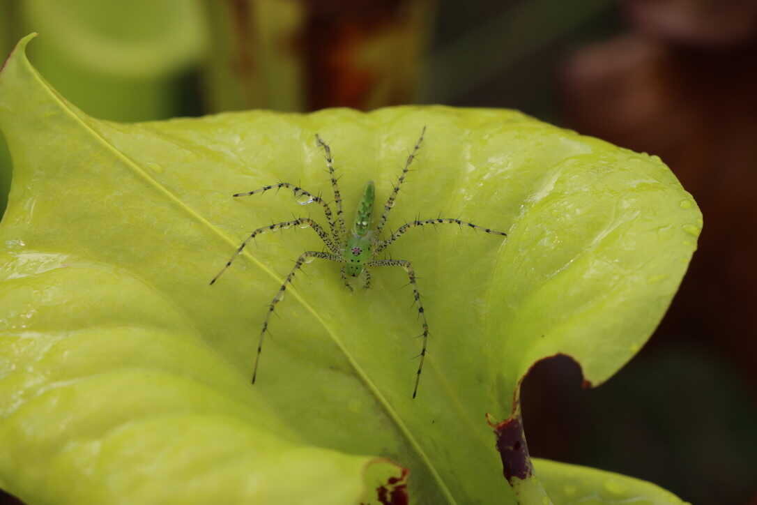  A green lynx spider resting on a yellow pitcher plant - one false move by the spider and it could become a meal for the plant   (Apalachicola National Forest) 