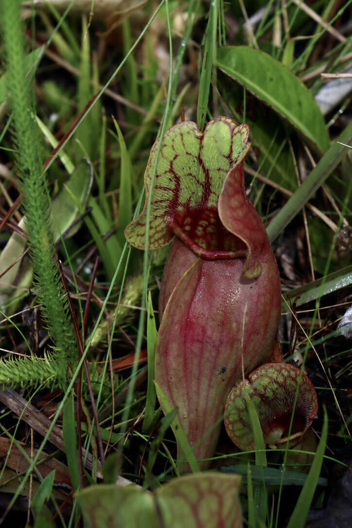  Burk’s Southern Pitcher plant (Sarracenia rosea)  (Apalachicola National Forest) 