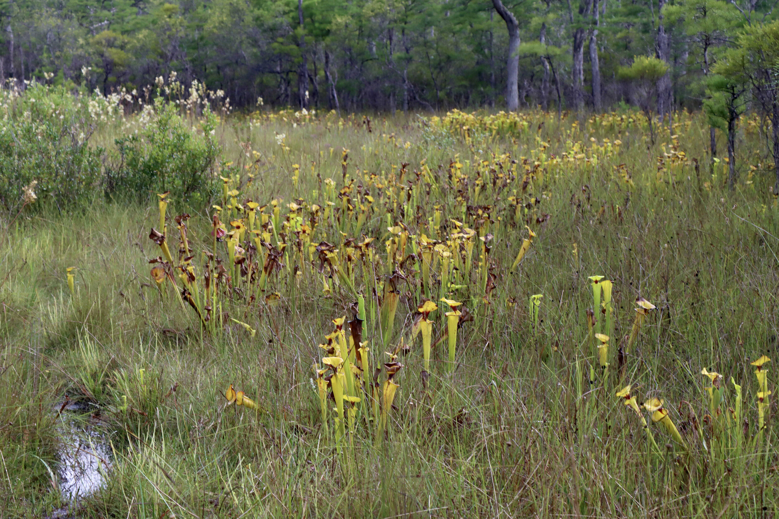  Yellow pitcher plants standing tall amongst the grass - these plants grow in ecotones between dry longleaf forest and wetland areas.   (Apalachicola National Forest) 