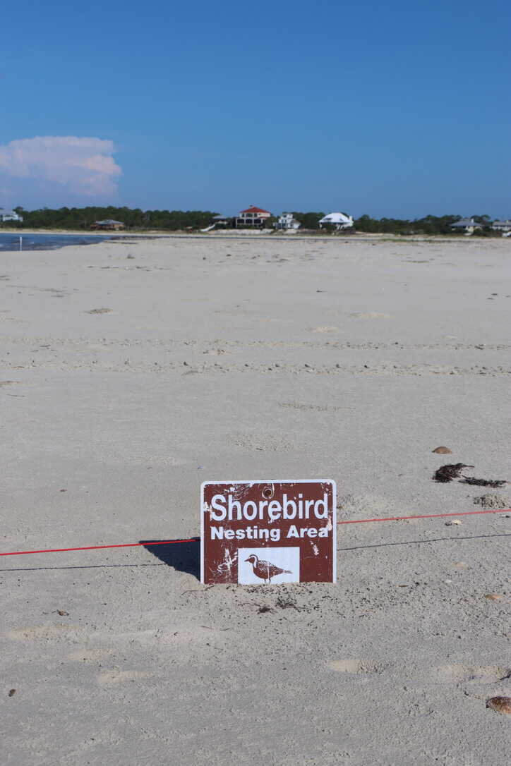  Shorebird nesting area  (St. Vincent NWR) 