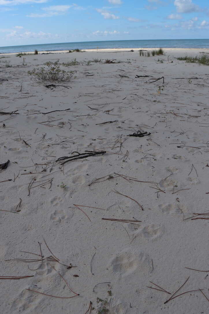  Red wolf tracks on the beach! 