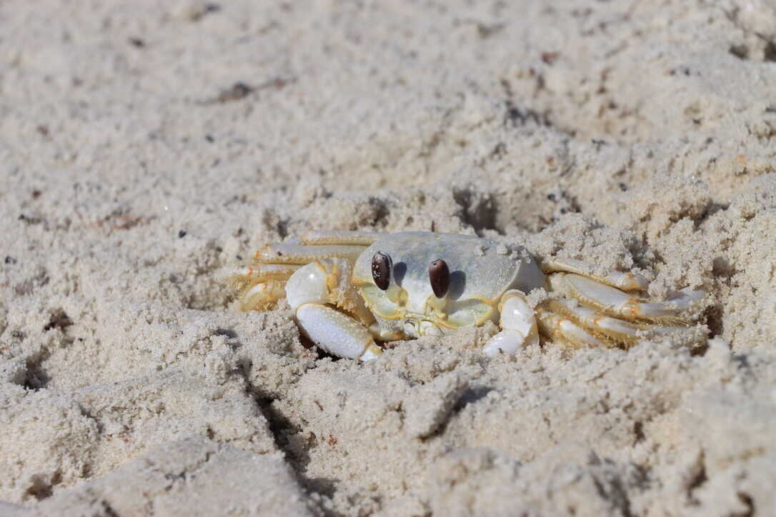  Ghost crab  (St. Vincent NWR)  