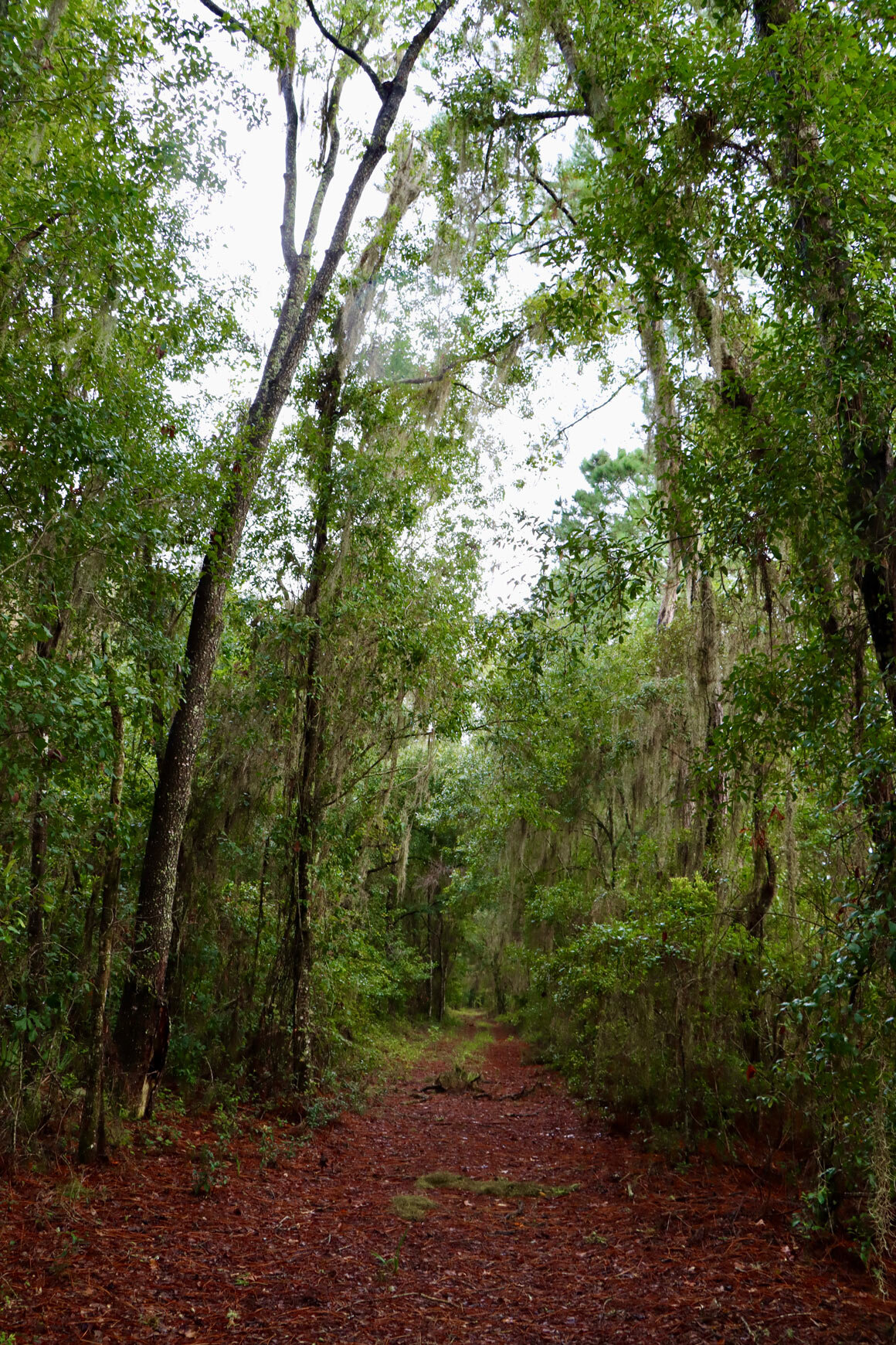  Price’s Scrub State Park has a variety of habitats including this hardwood forest  (View of the forested trail with oaks and Spanish moss draped on the limbs) 