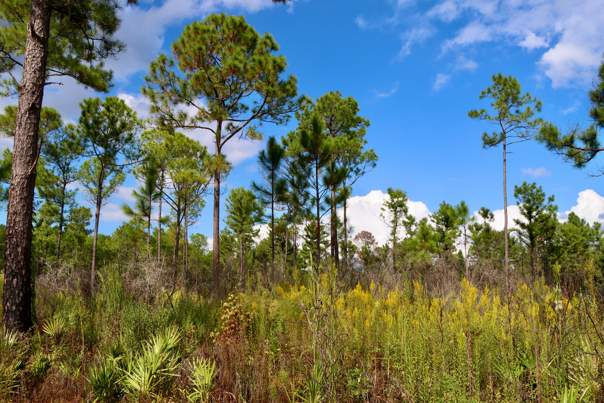  Flatwoods habitat with longleaf pine and a saw palmetto understory 