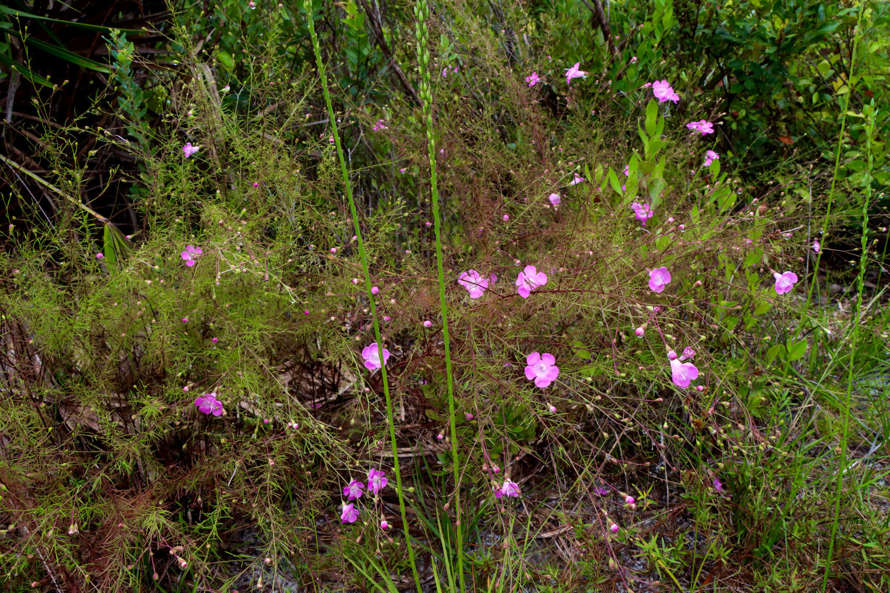 A species of False Foxglove ( Agalinis )   (Pink flowers) 