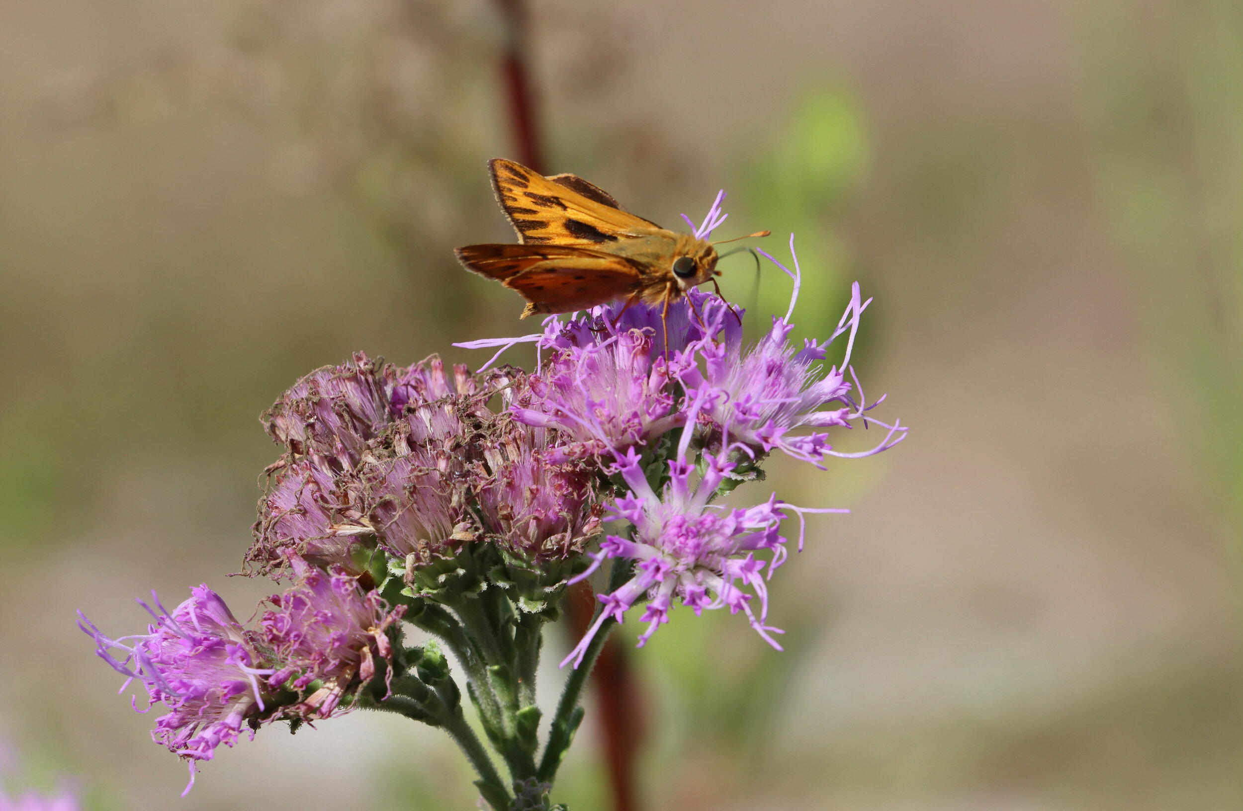  Skipper (a type of butterfly) on Vanillaleaf  (Small orange and brown skipper on purple Vanillaleaf flowers) 