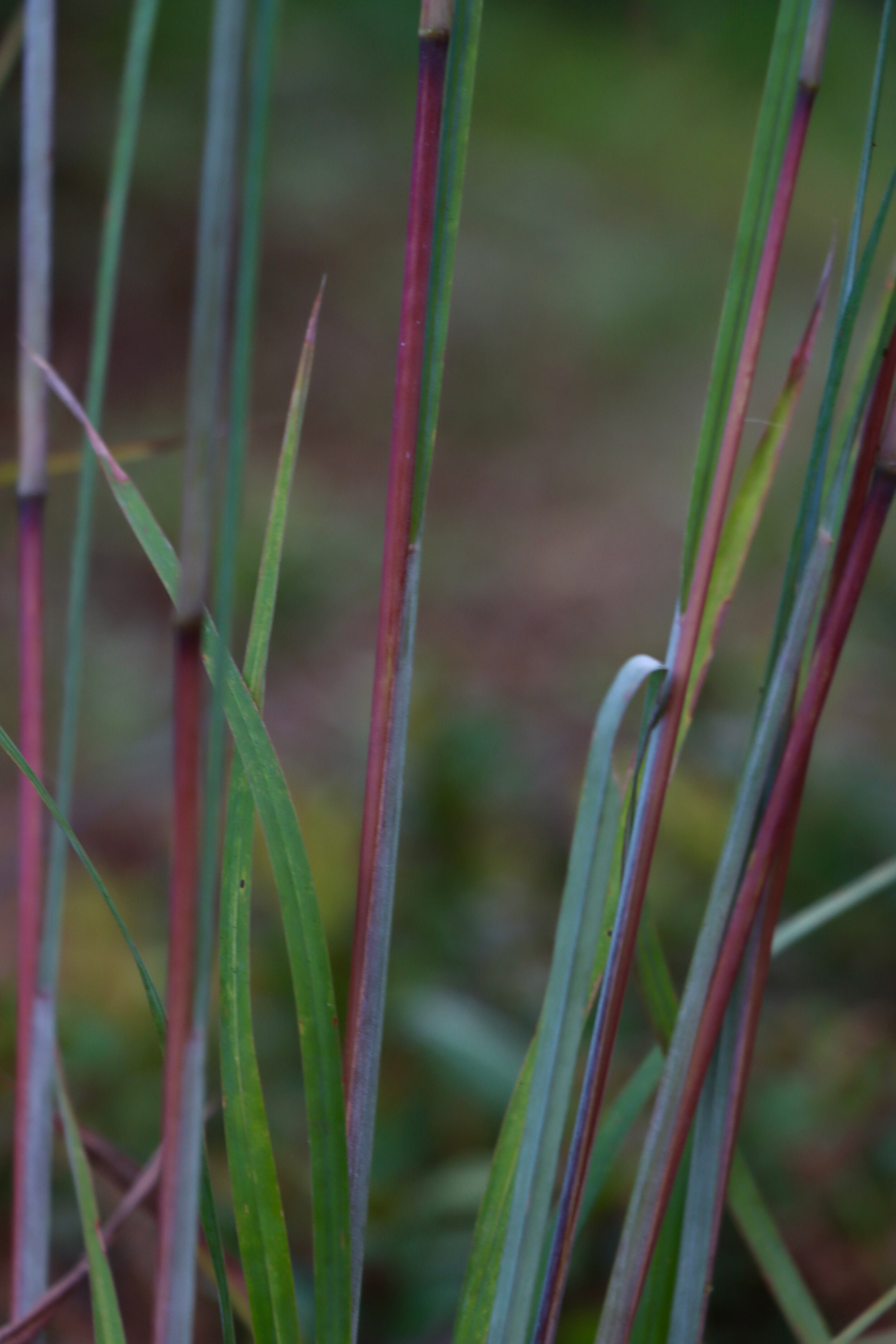 Colorful stalks of little bluestem grass  