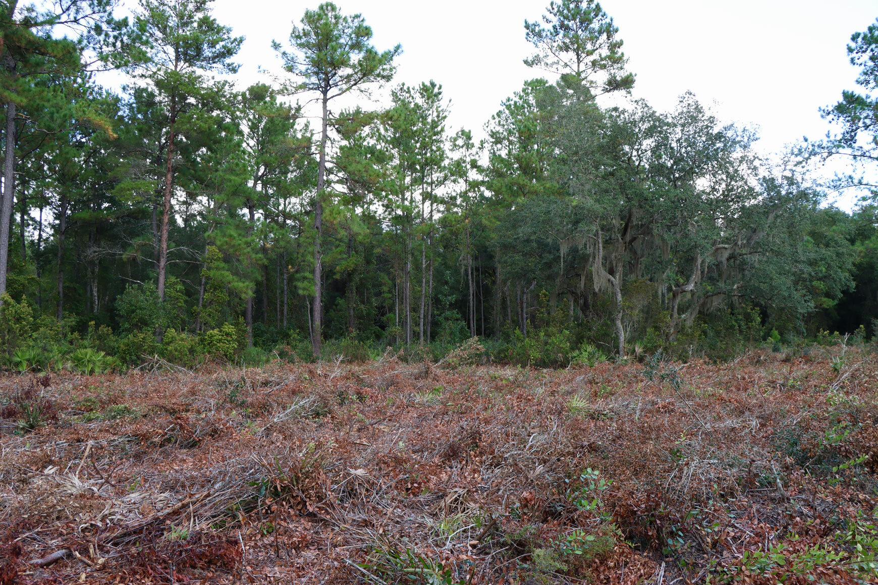  Scrub habitat undergoing restoration  (Twisted live scrub oak, saw palmetto, and longleaf pines in the the distance with a mowed foreground of brown, dead vegetation).  
