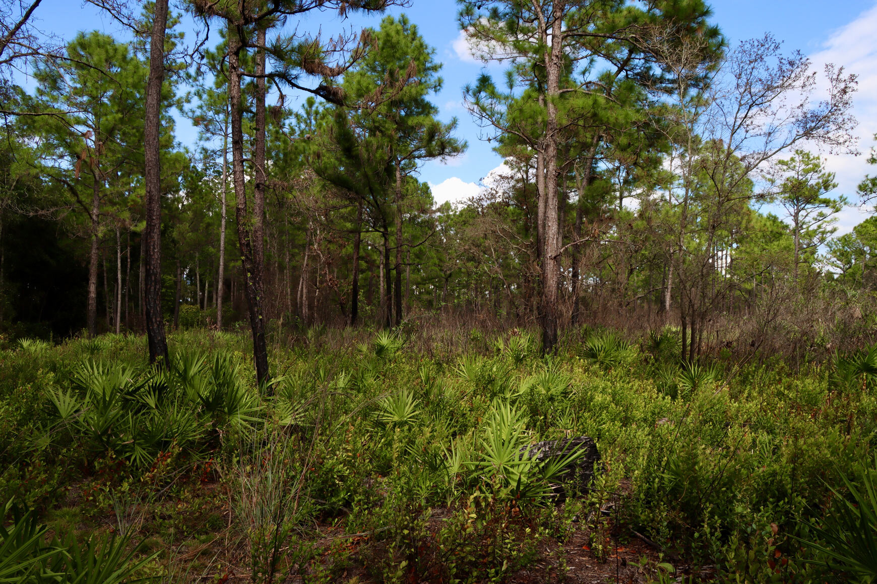  Longleaf pine and saw palmetto - flatwoods habitat 