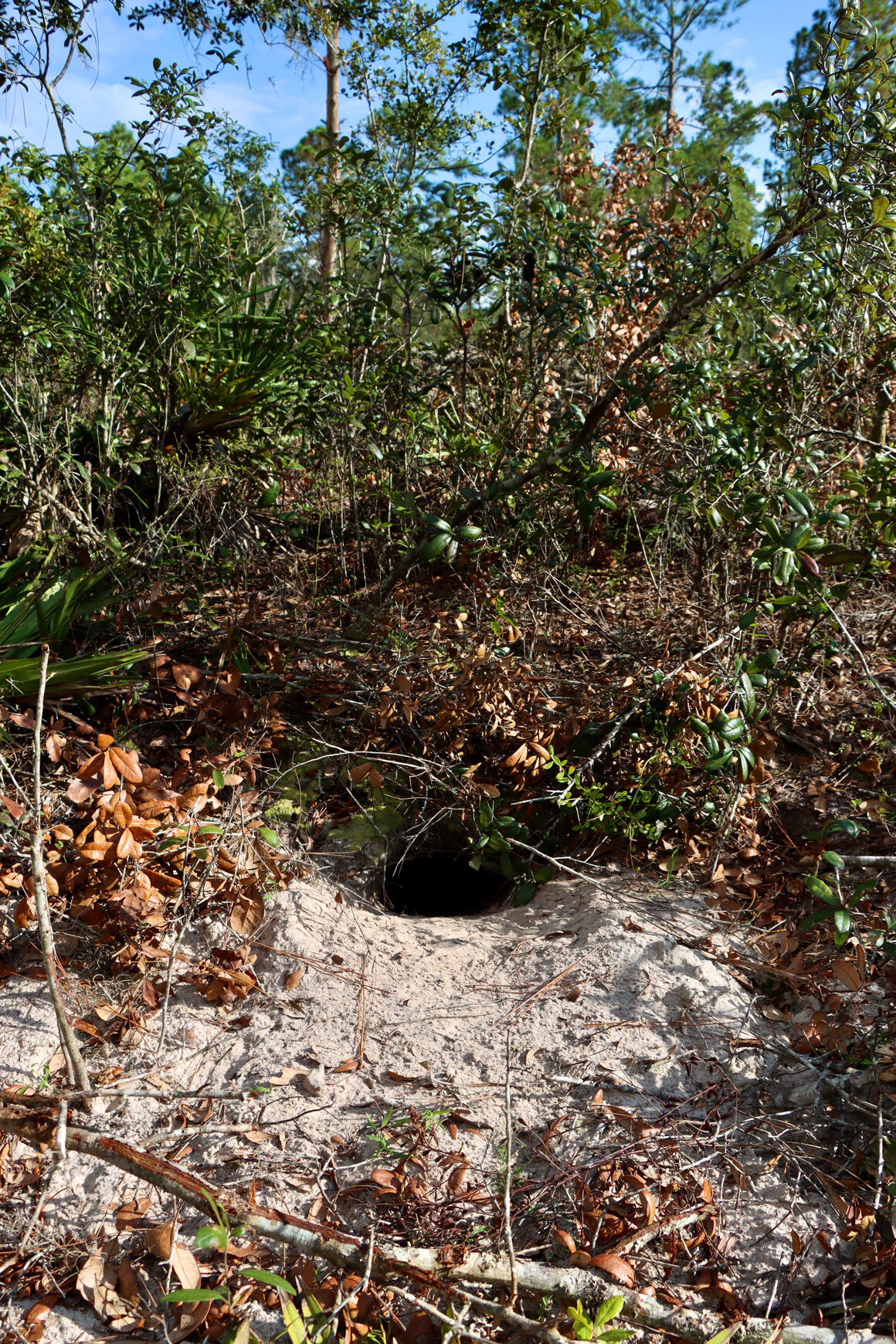  A gopher tortoise burrow in the scrub habitat with evidence of mowing around it 