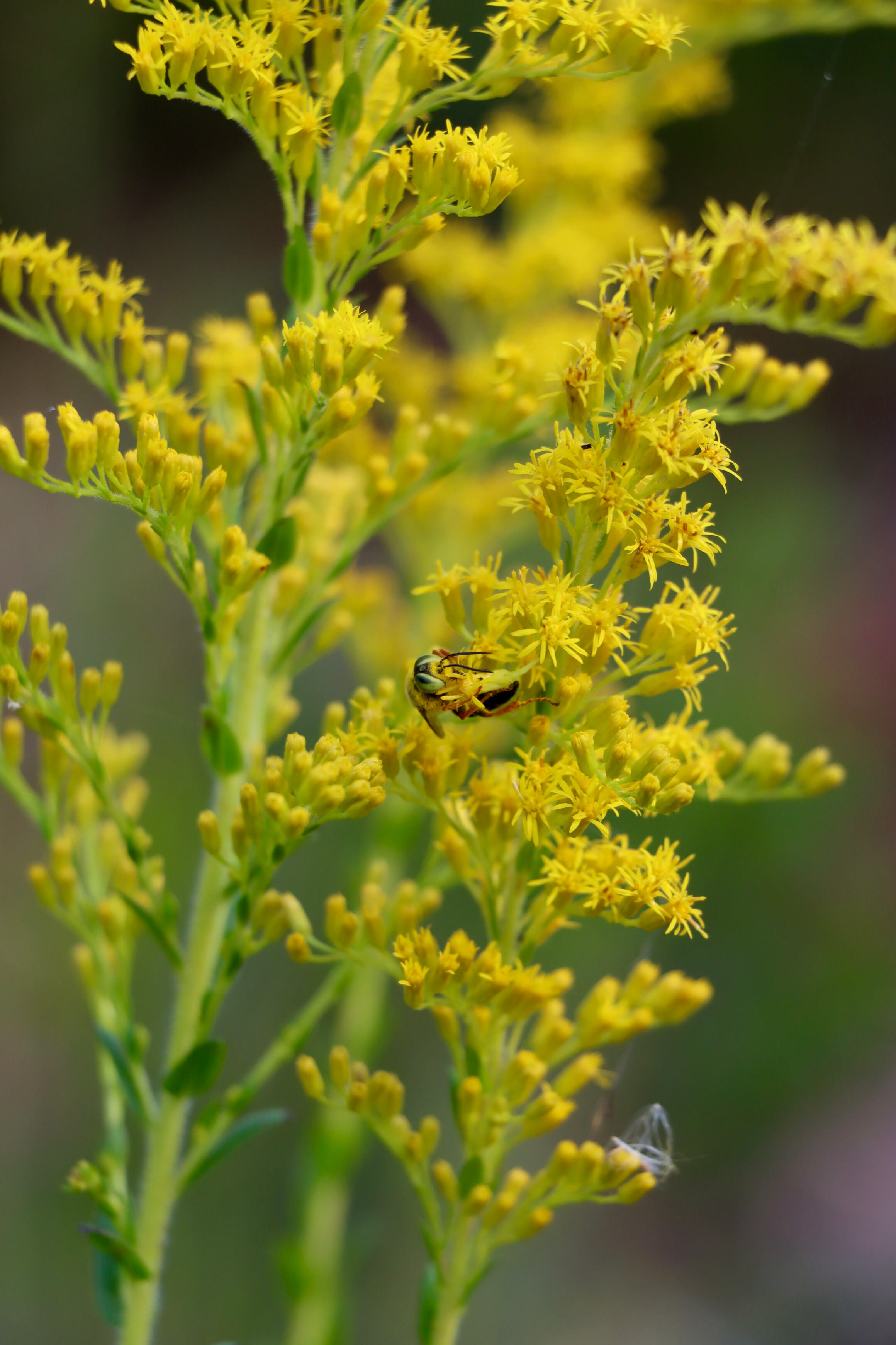  Goldenrod with a bee  