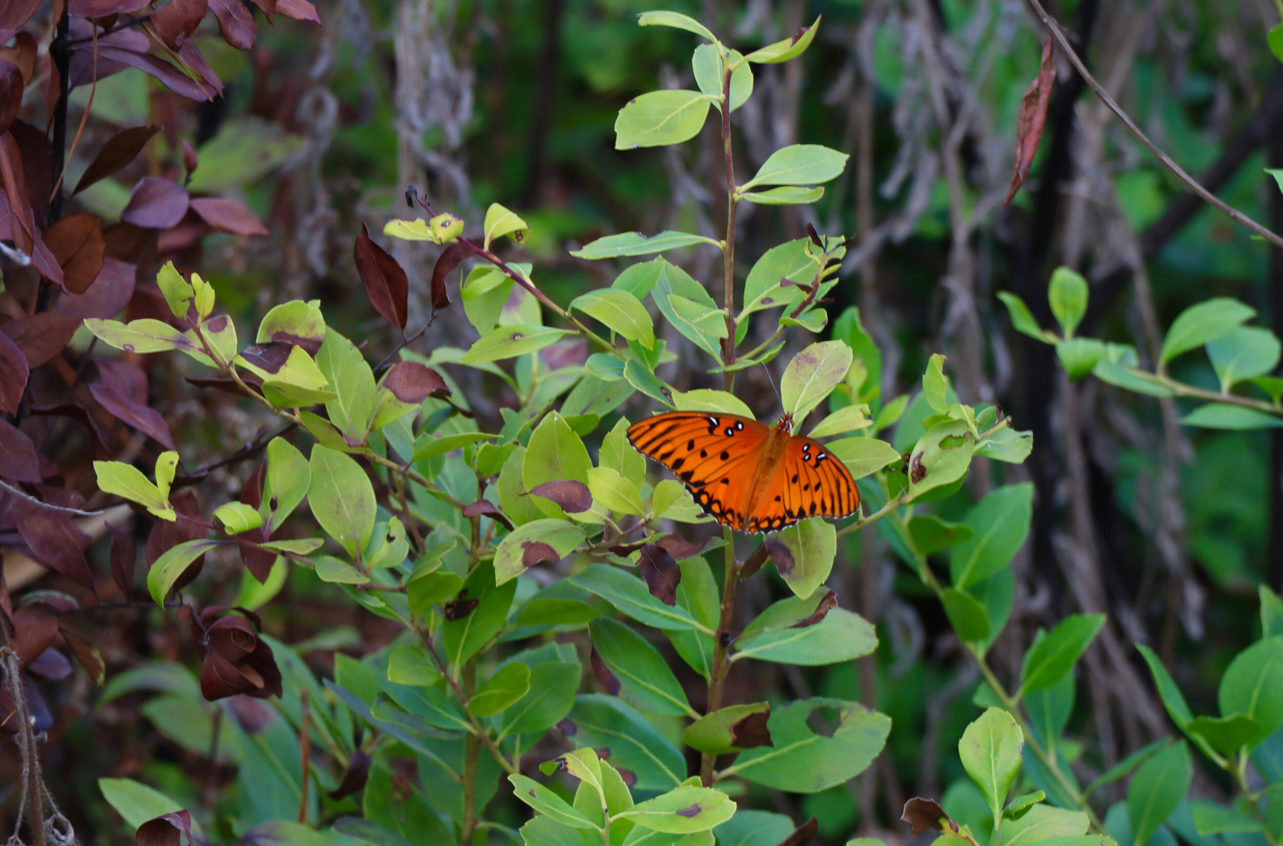  Gulf Fritillary   (Brightly colored orange butterfly amongst green leaves) 