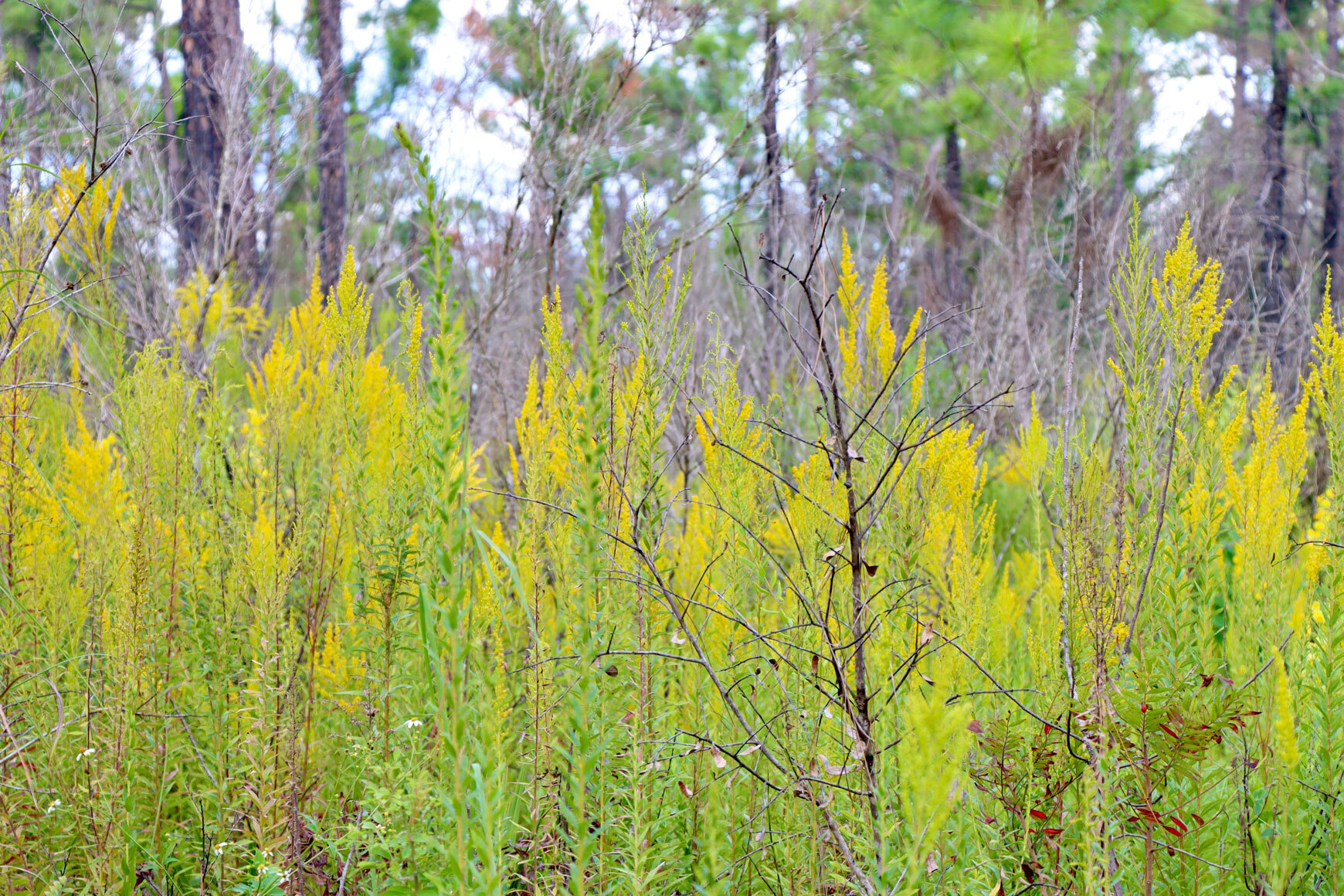  Goldenrod lining the trail  