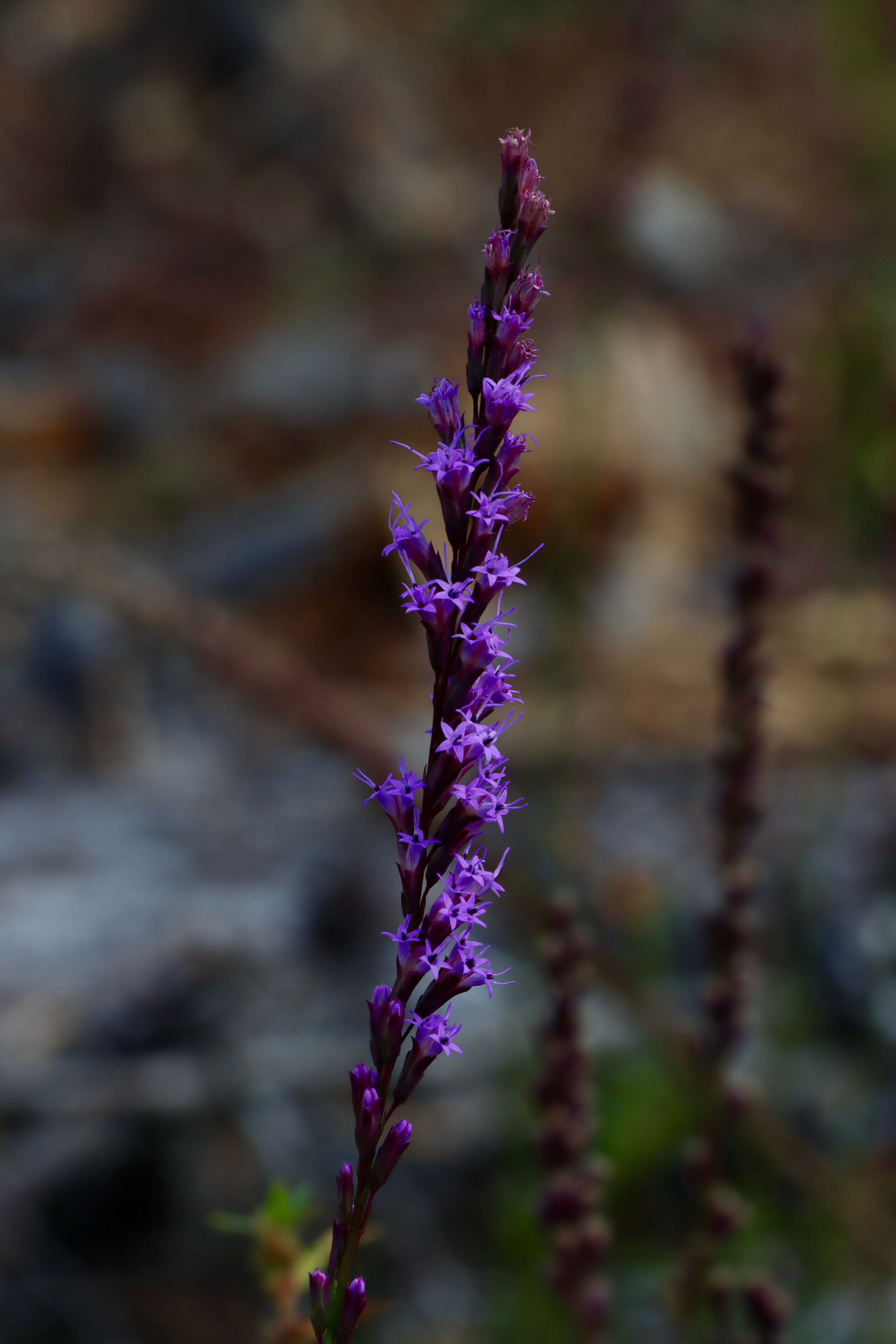 Blazing star ( Liatris  species)  (A long thin flower stalk with man purple flowers) 