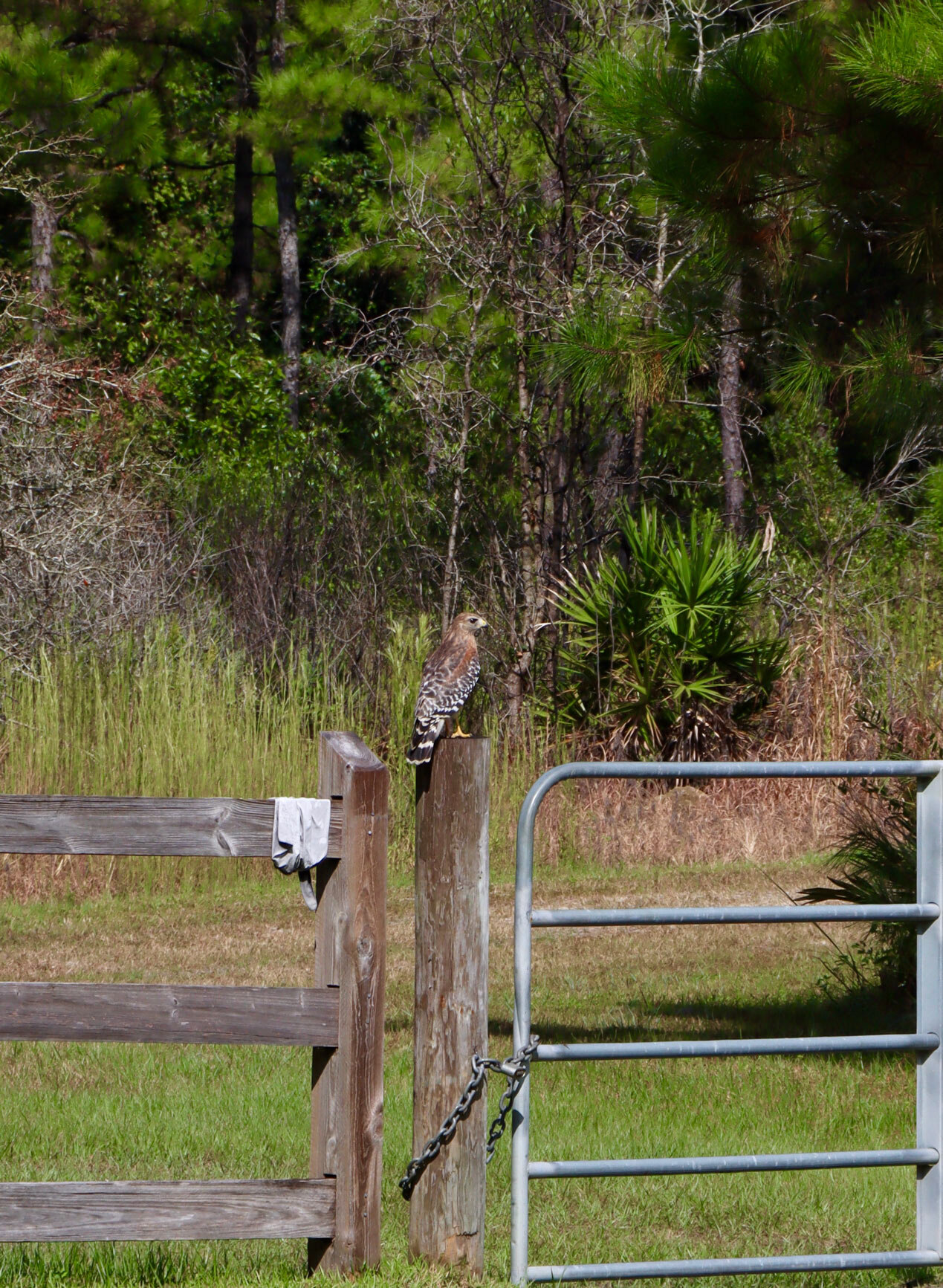  Red-shouldered hawk at the entrance of the park 