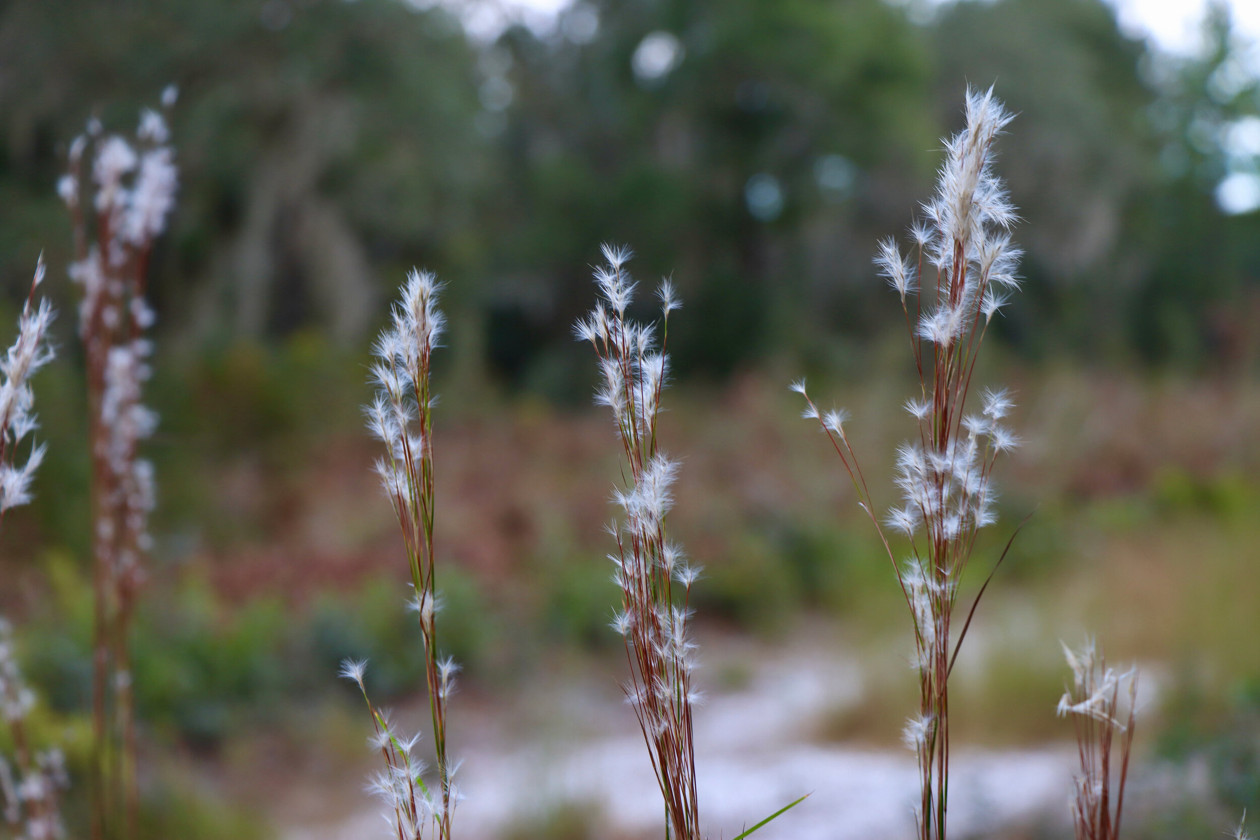Bluestem grass