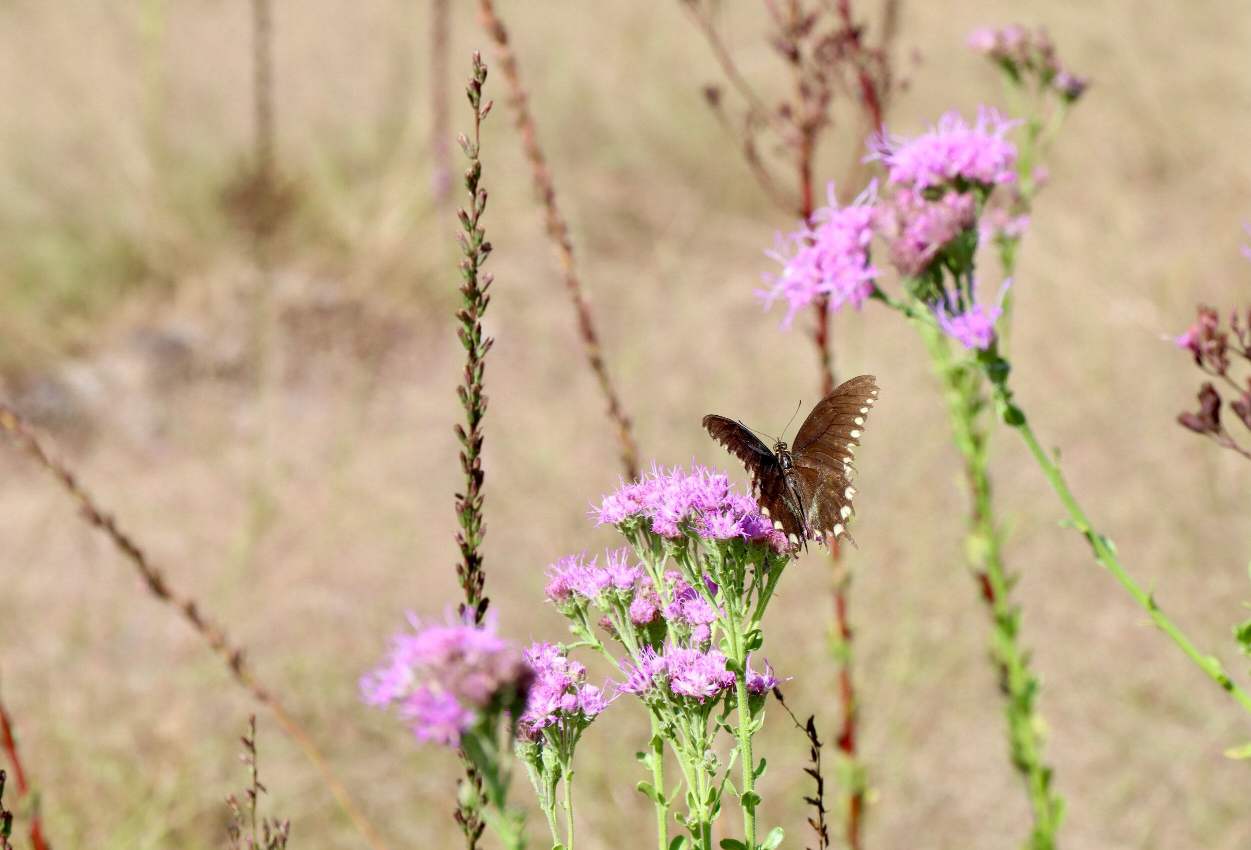  Swallowtail butterfly on Vanillaleaf 
