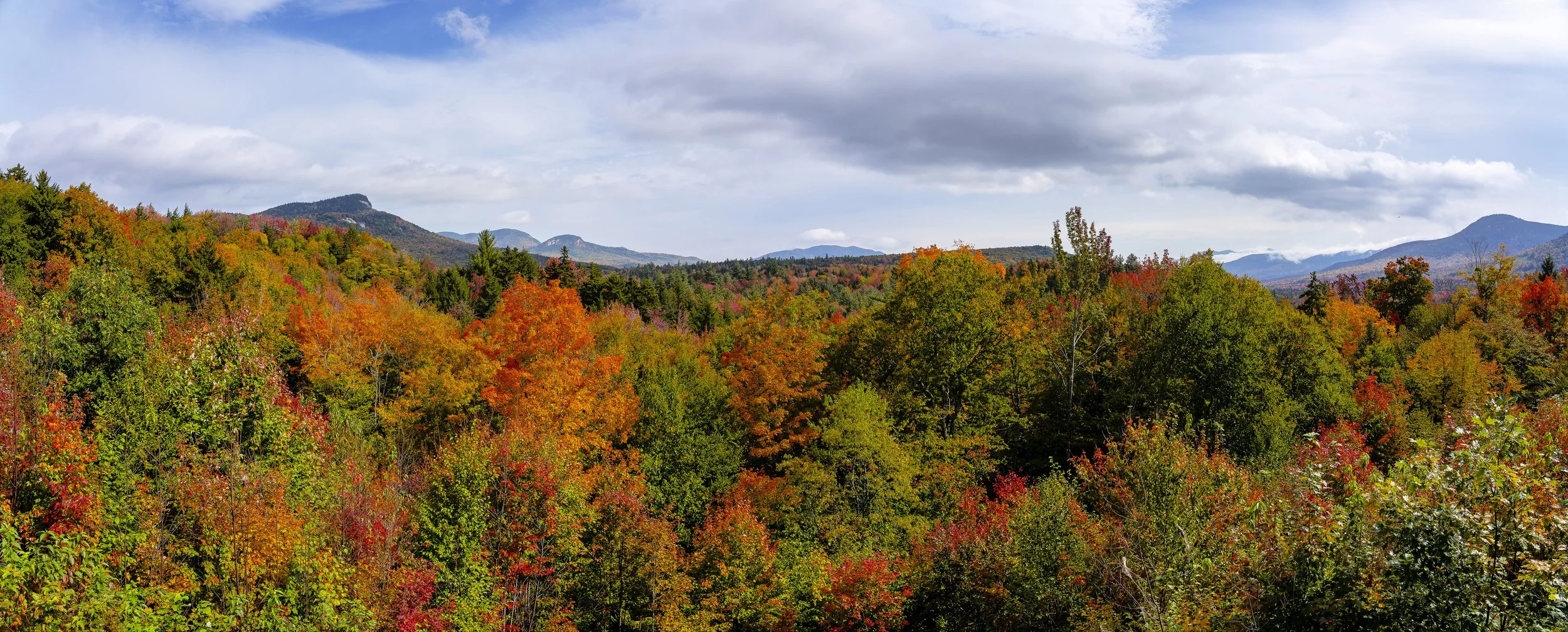 The Beauty of Bear Hill's Biodiversity