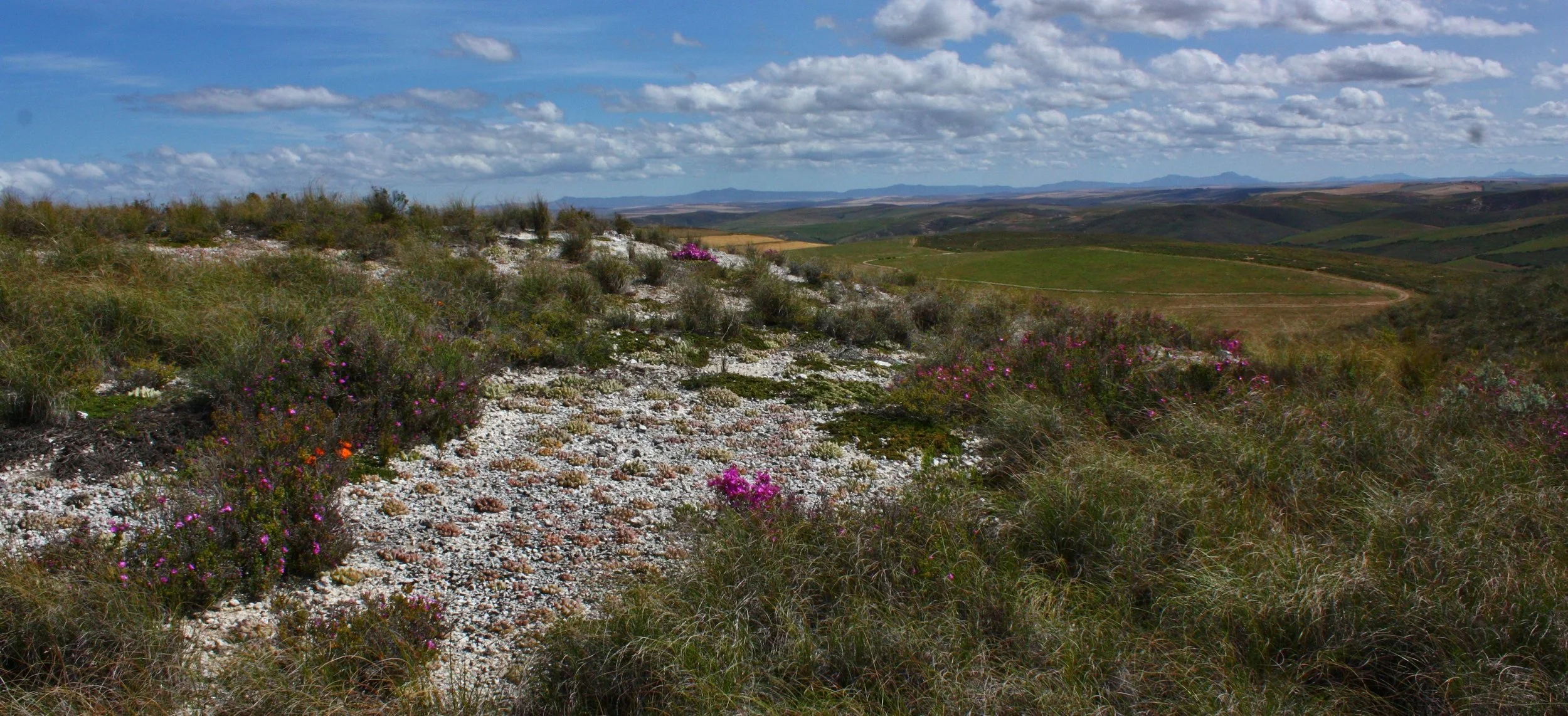Protecting the Last of the Renosterveld