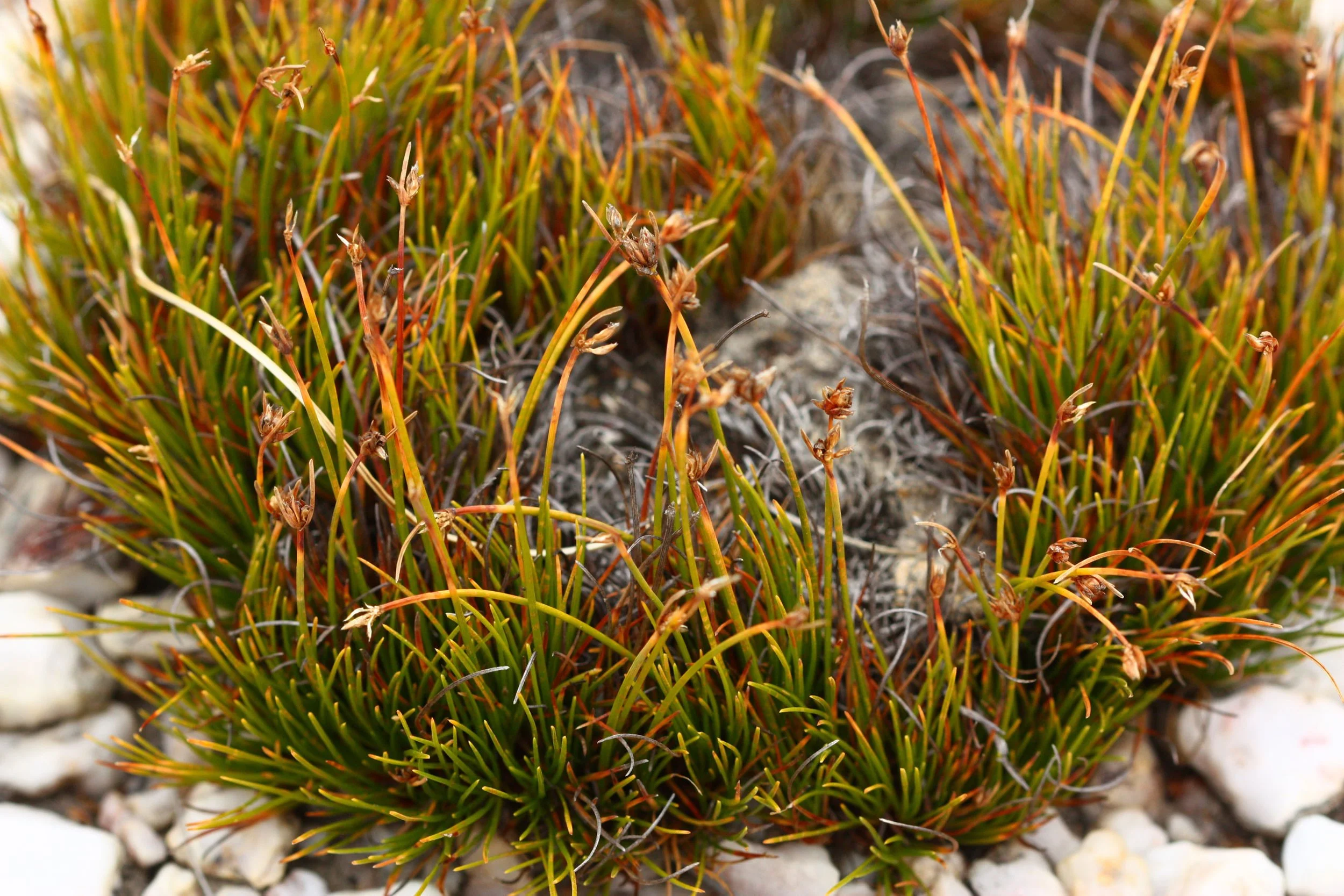 Ficinia overbergensis