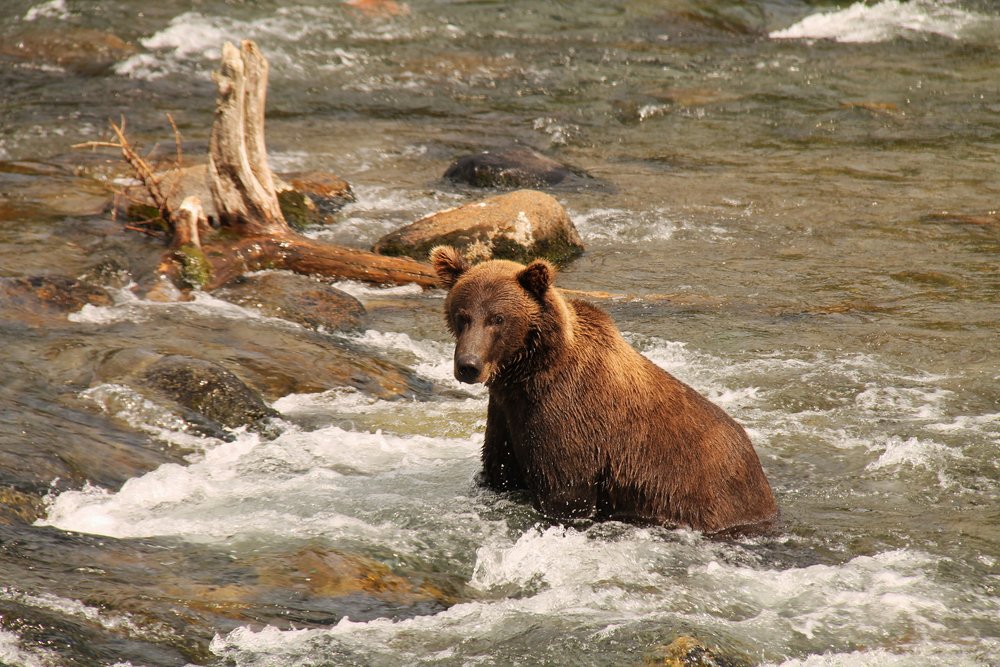 Bear awaiting salmon at Brooks Falls