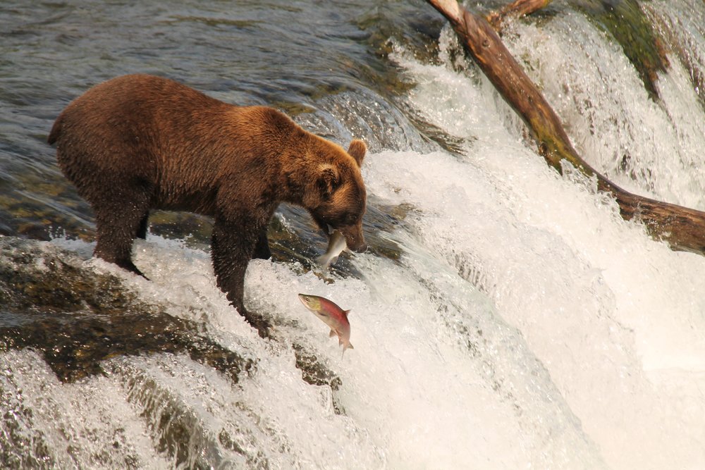 Bear catches a jumping salmon at Brooks Falls