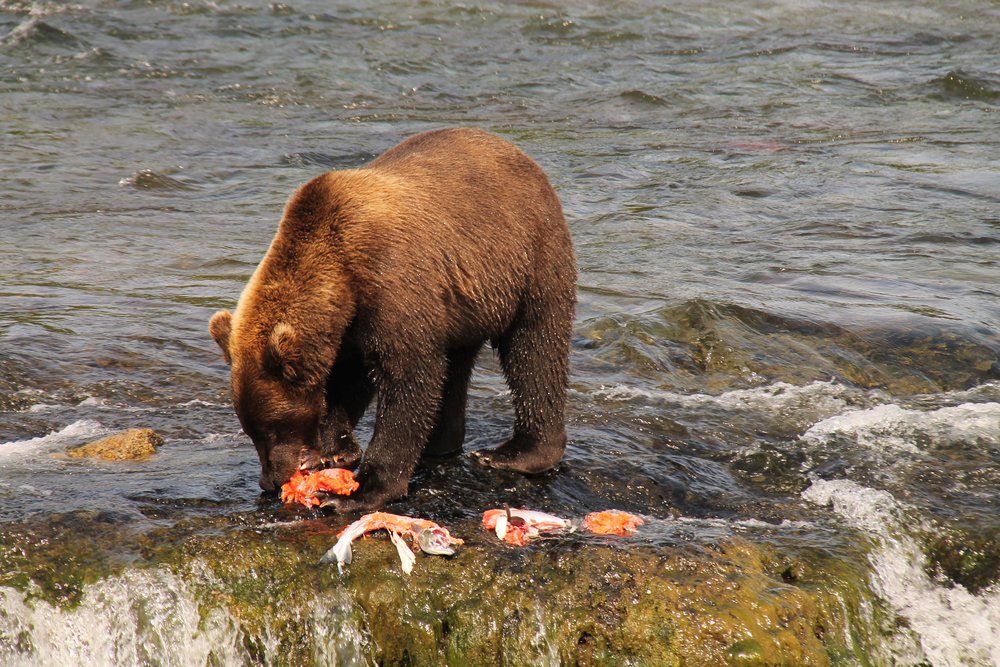 Bear enjoying lunch at Brooks Falls
