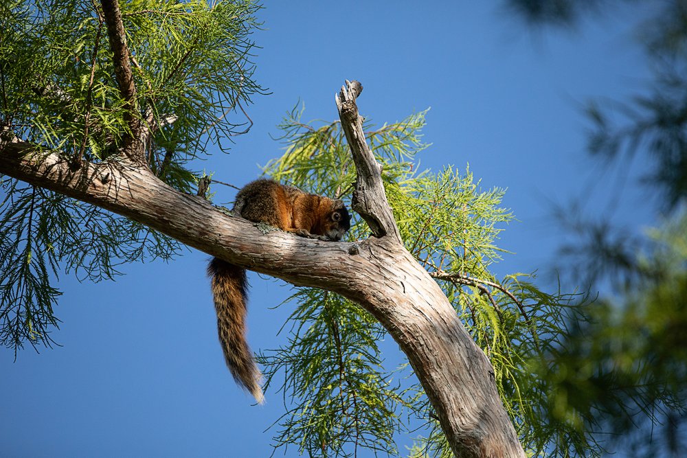 State-threatened Big Cypress fox squirrel