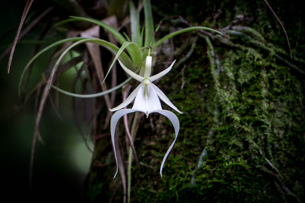 Threatened ghost orchid