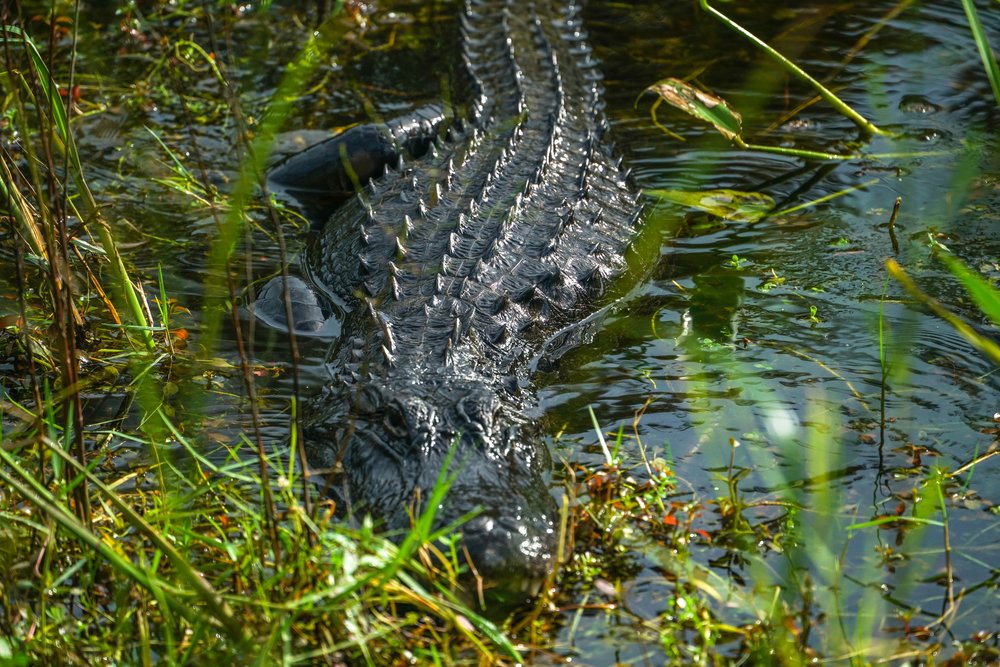 Threatened American alligator