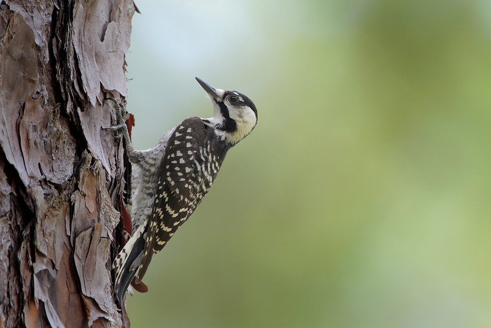 Endangered red-cockaded woodpecker