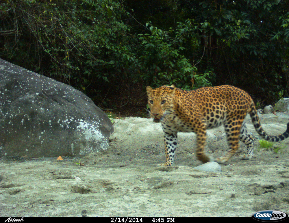 Indian Leopard photographed in Pakke Tiger Reserve