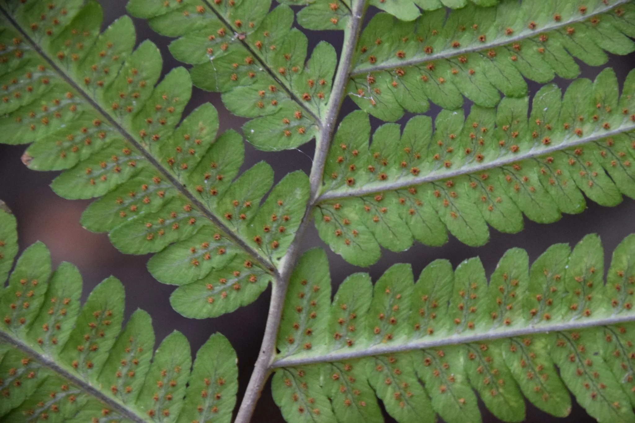 Project Updates for Bear Hill Conservancy WildLandscapes