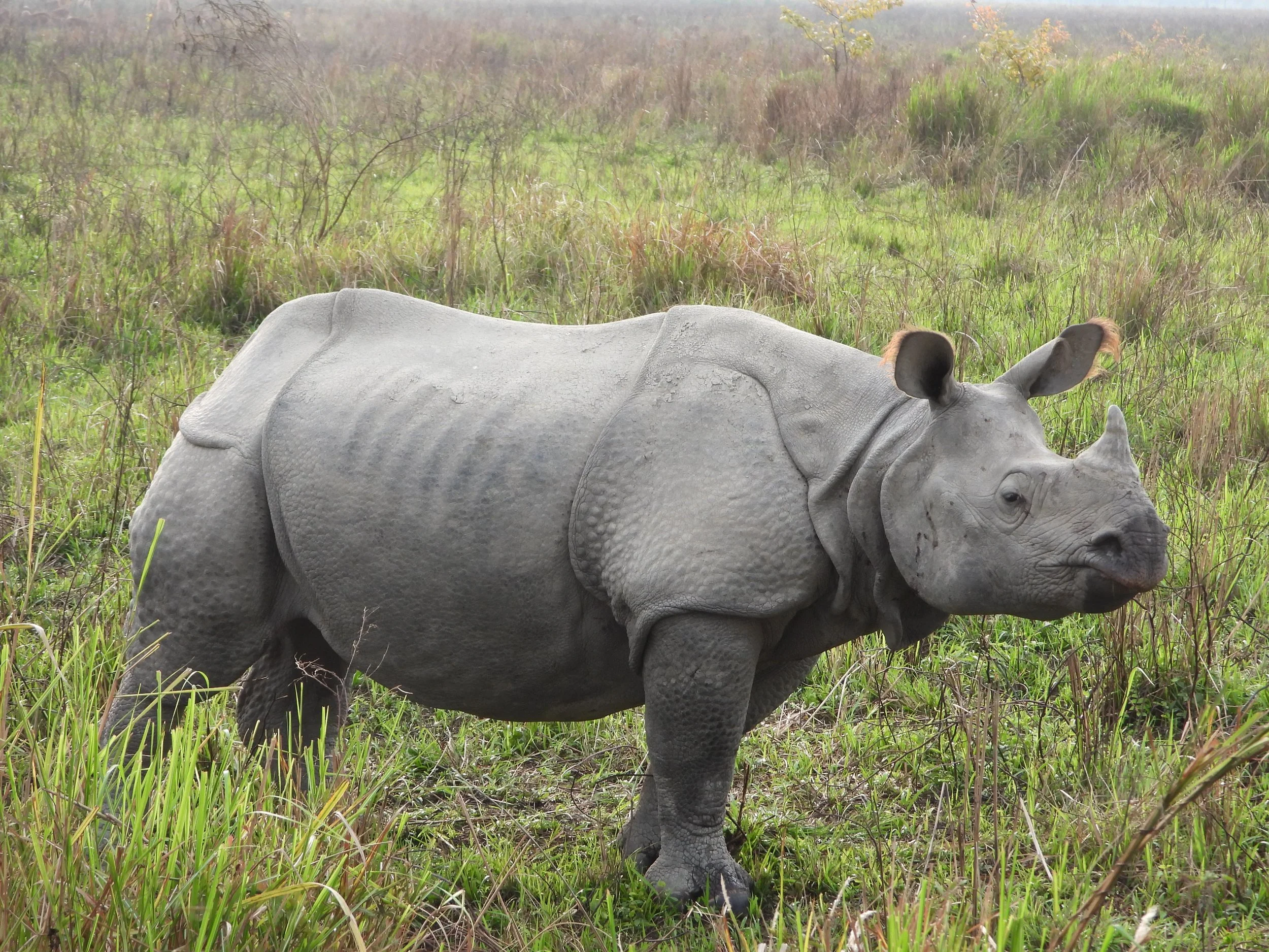 Exploring India's Wild Heart