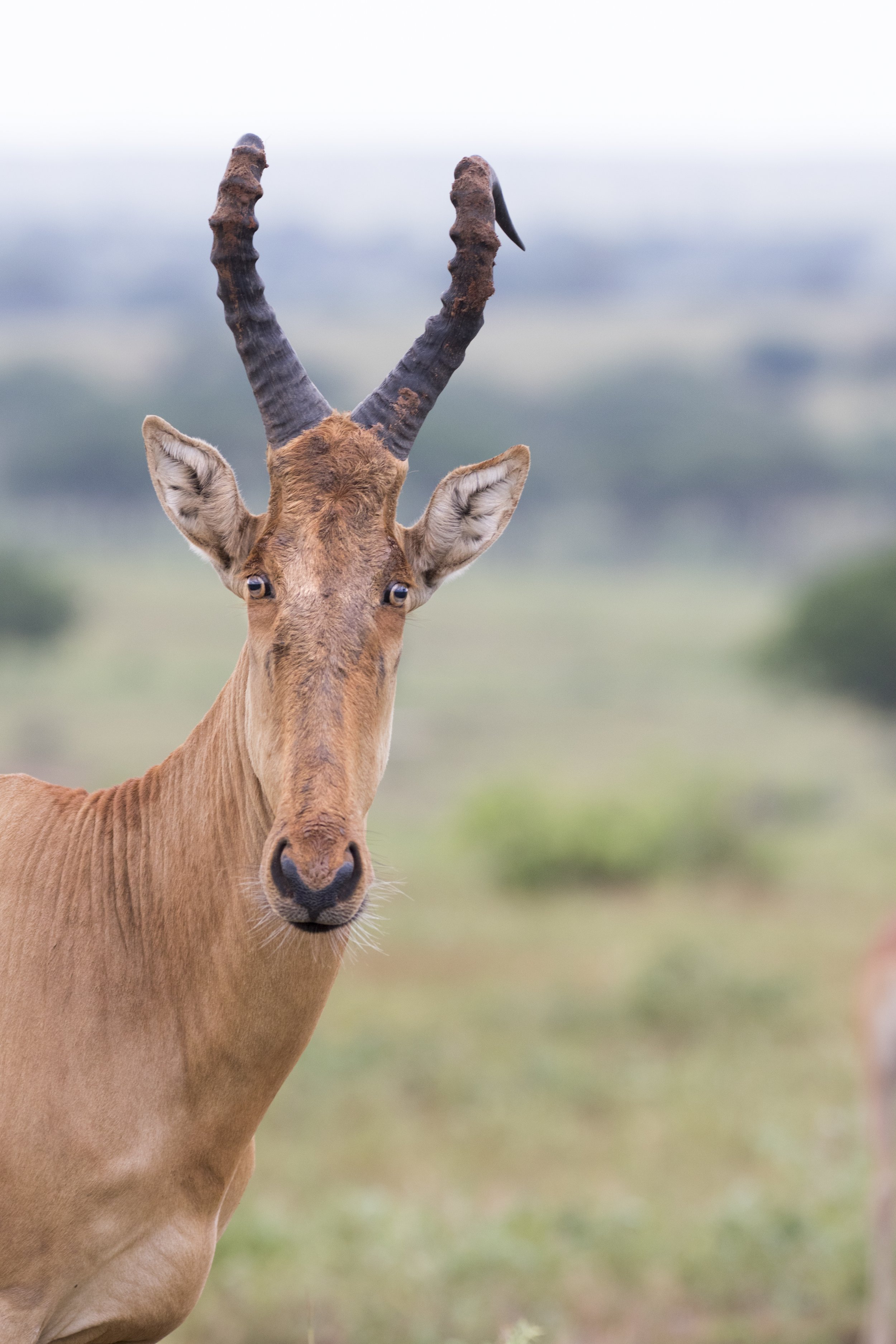 JacksonsHartebeest_AdobeStock_299837259_Bravo.jpeg