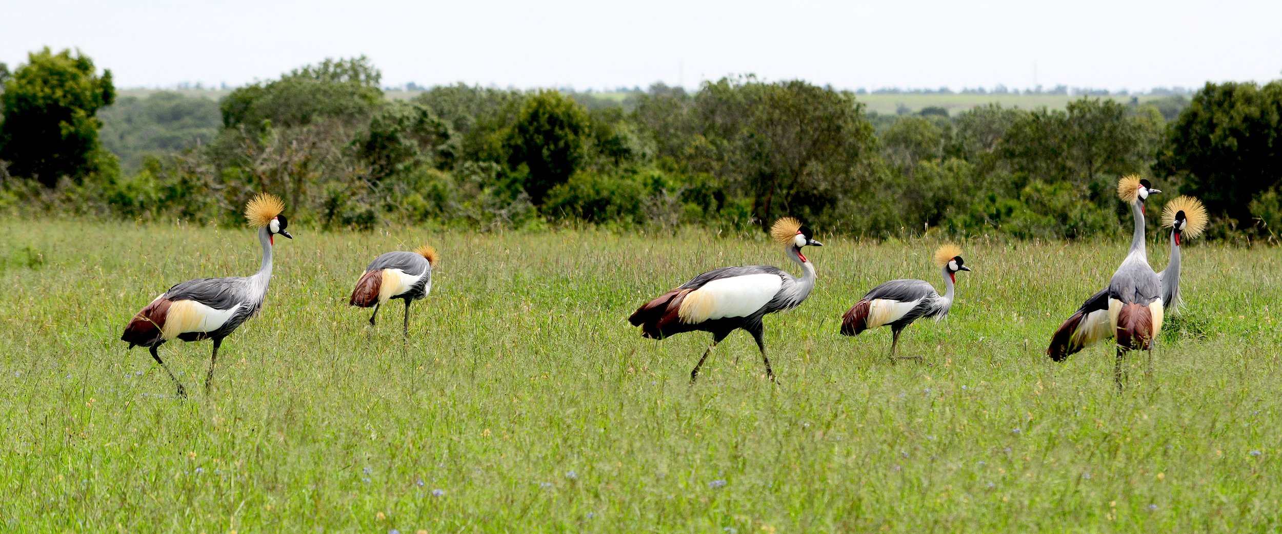 Q23 Birds - crowned crane  DSC_2254 12x5.jpg