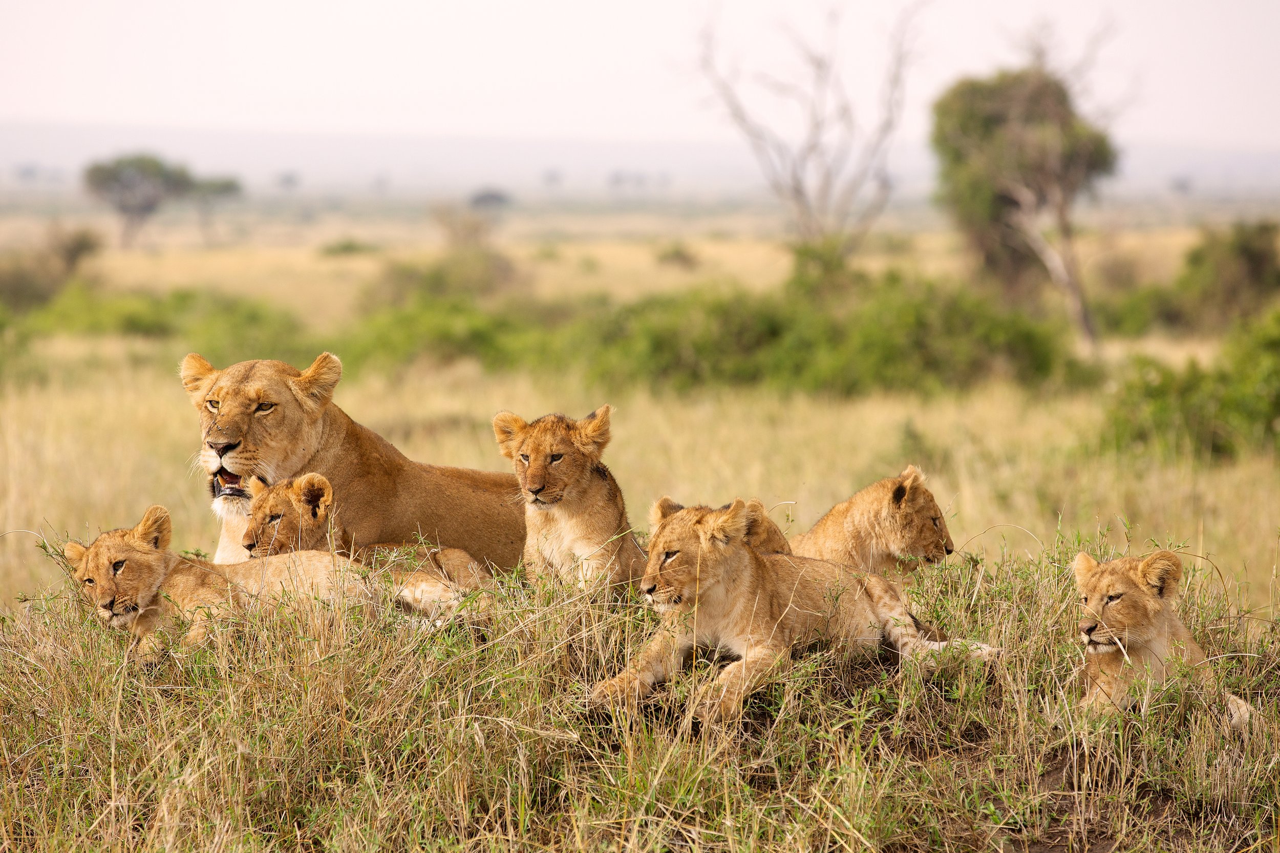 Lion cubs_AdobeStock_87521243_bridgephotography.jpeg