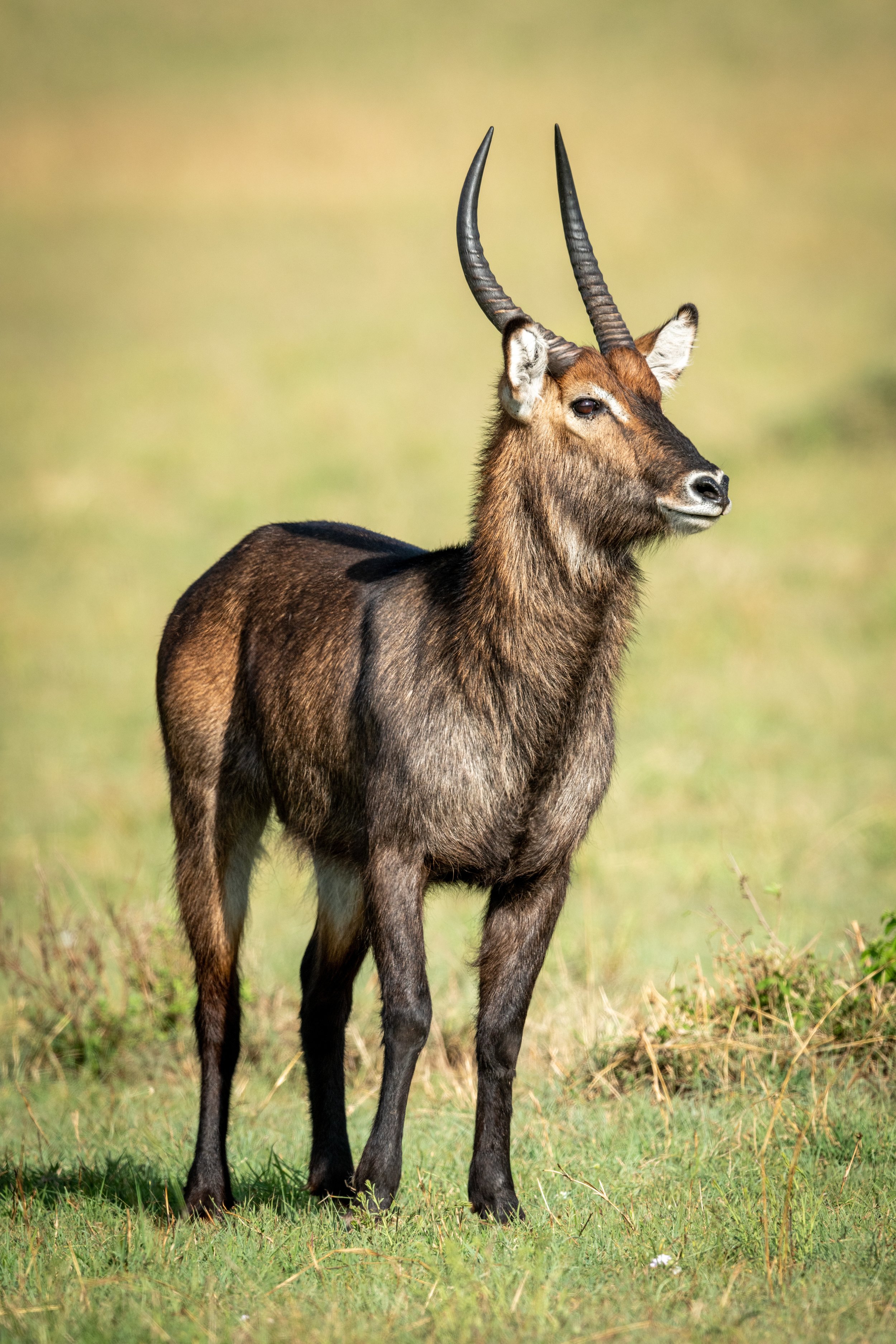 DefassaWaterbuck_AdobeStock_331157167_Nick Dale.jpeg