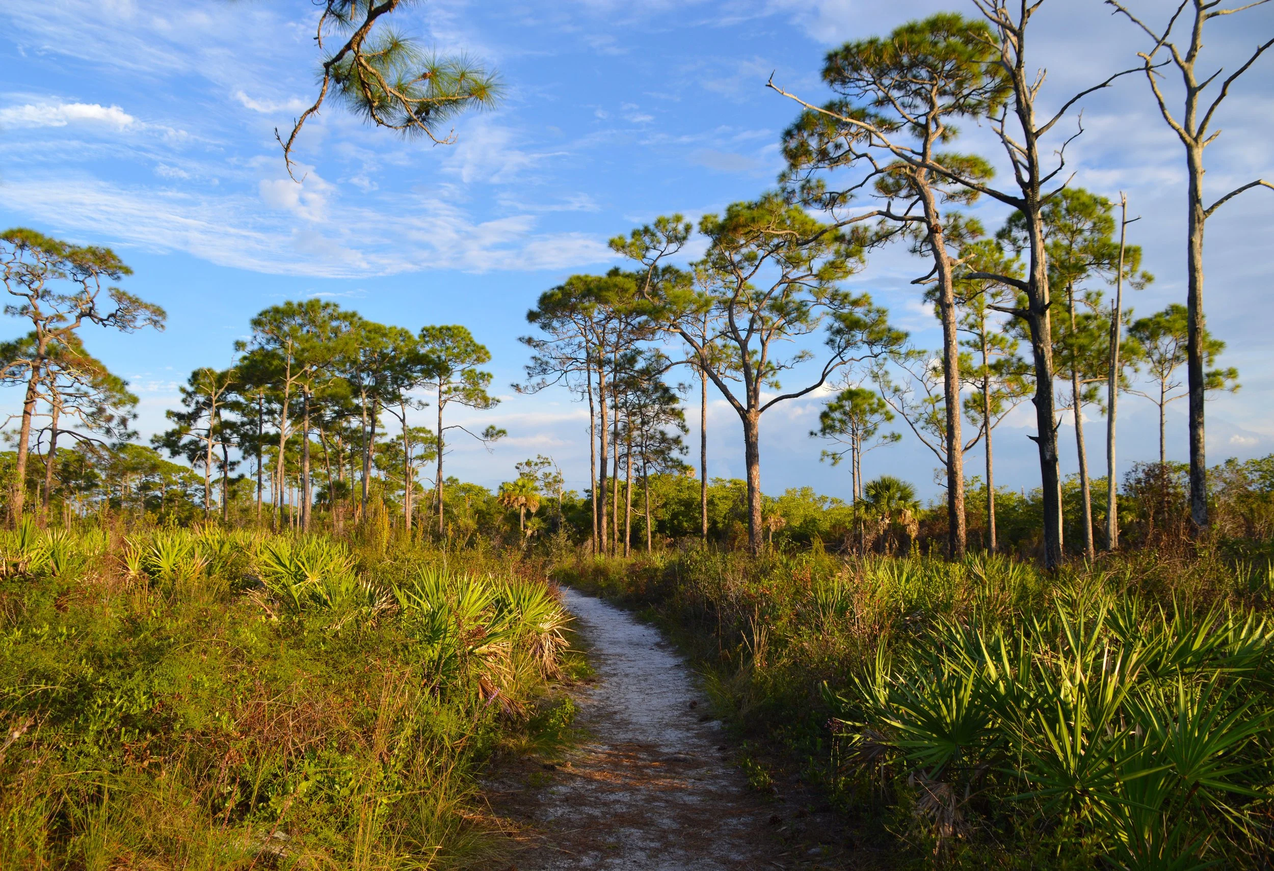 Green Heart of the Everglades Project has been awarded an NLC Catalyst Fund Grant!