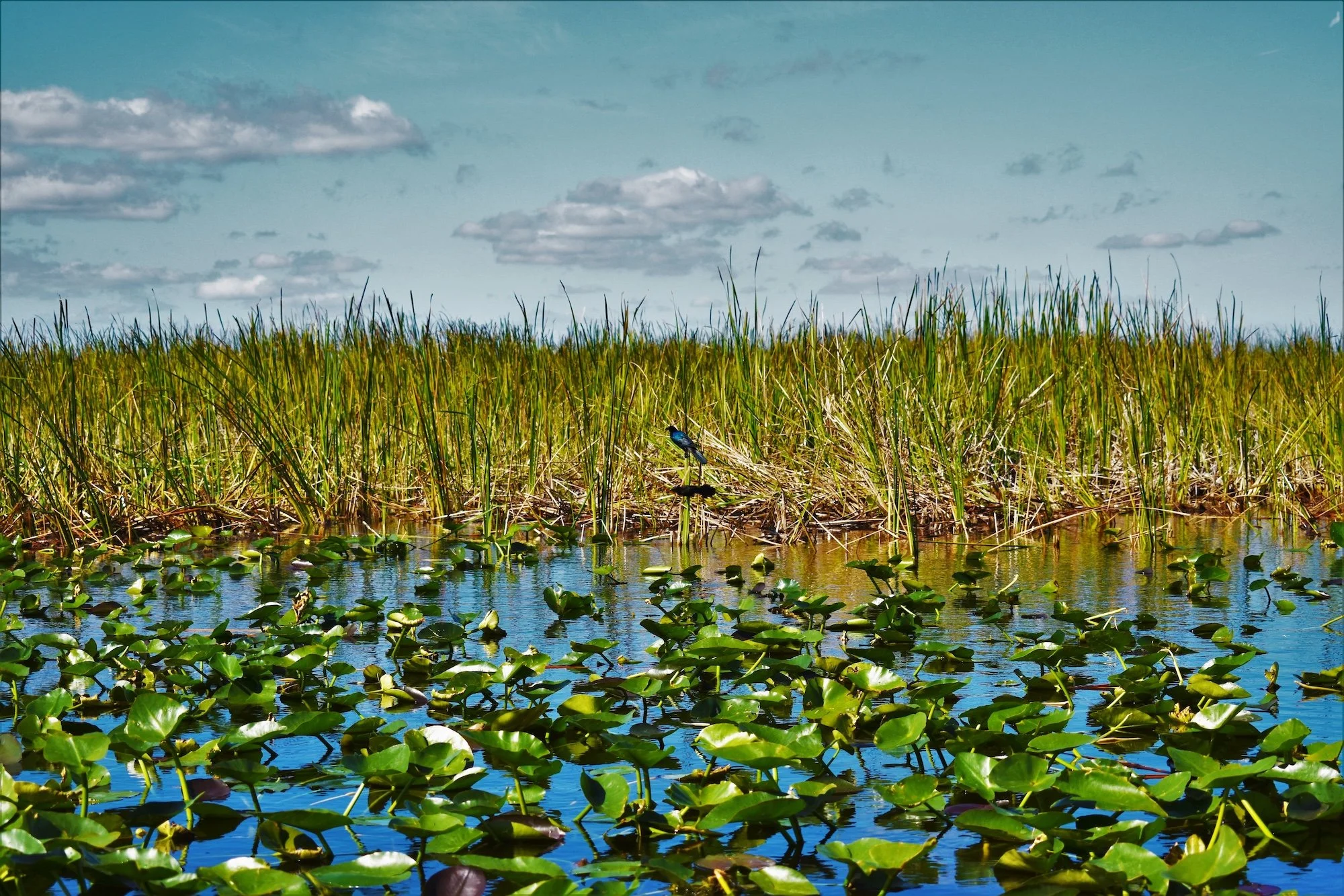 AdobeStock_309283478 (1).jpeg